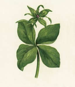 Hierba de París, Paris Quadrifolia de English School